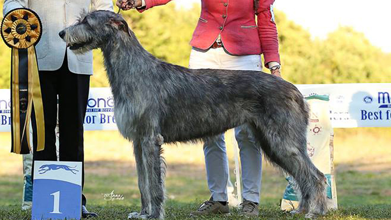 nightwing irish wolfhounds