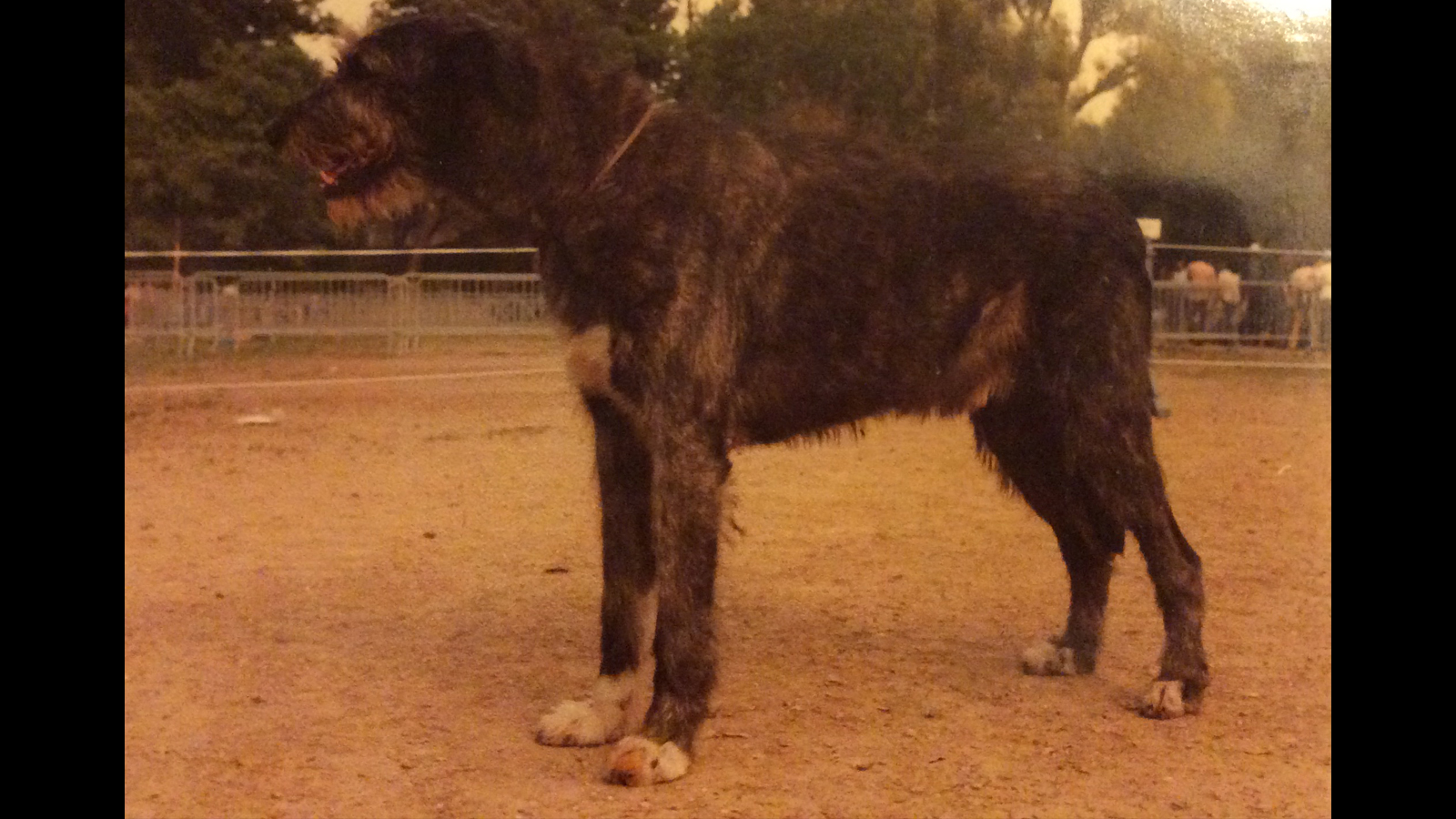 SULHAMSTEAD MASTER, 1973