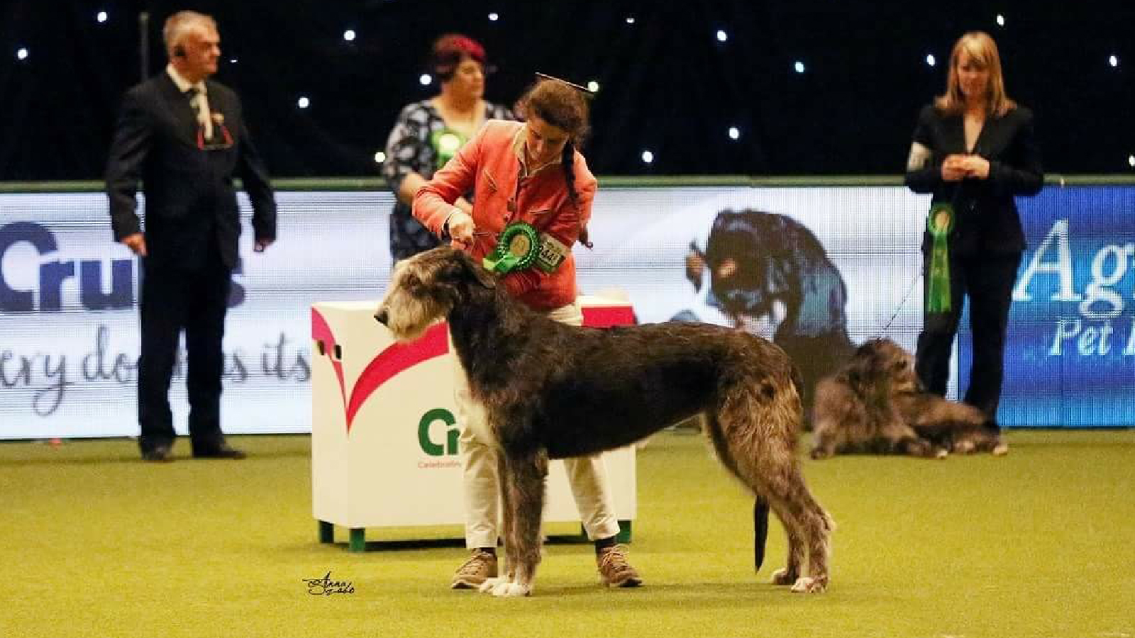 Miranda –  Best of Breed at Cruft 2018