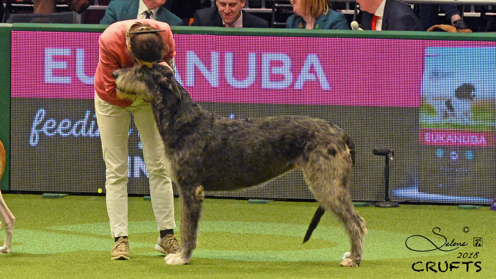 miranda 2 crufts 2018