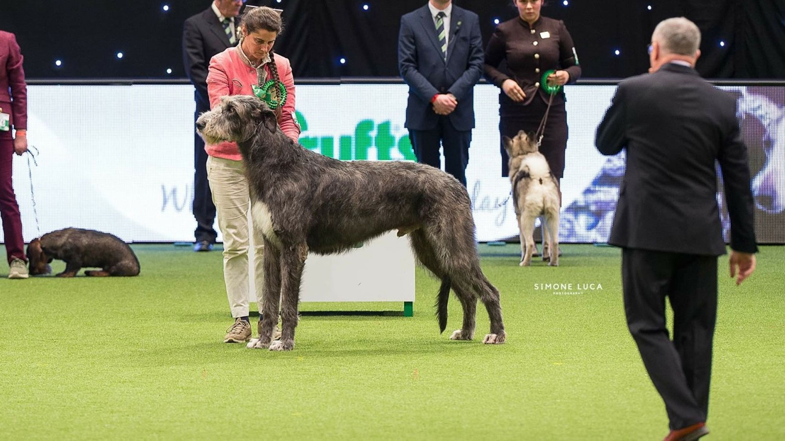 Pendrangon-della-Bassa-Pavese-BOG-3—Crufts-2019-(2)