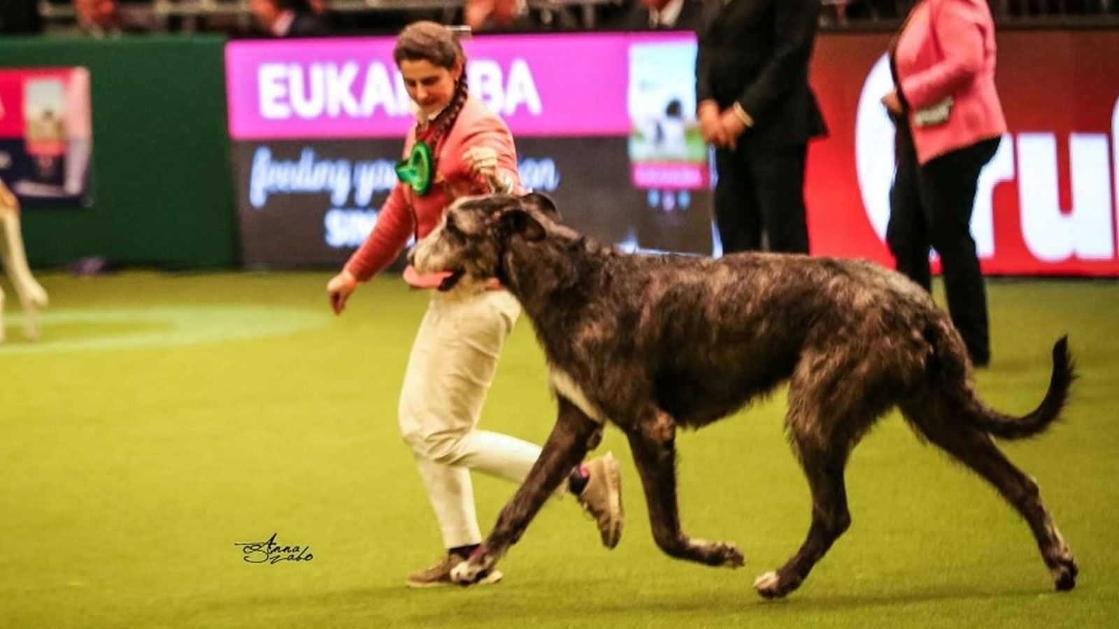 Pendrangon-della-Bassa-Pavese-BOG-3—Crufts-2019-(3)