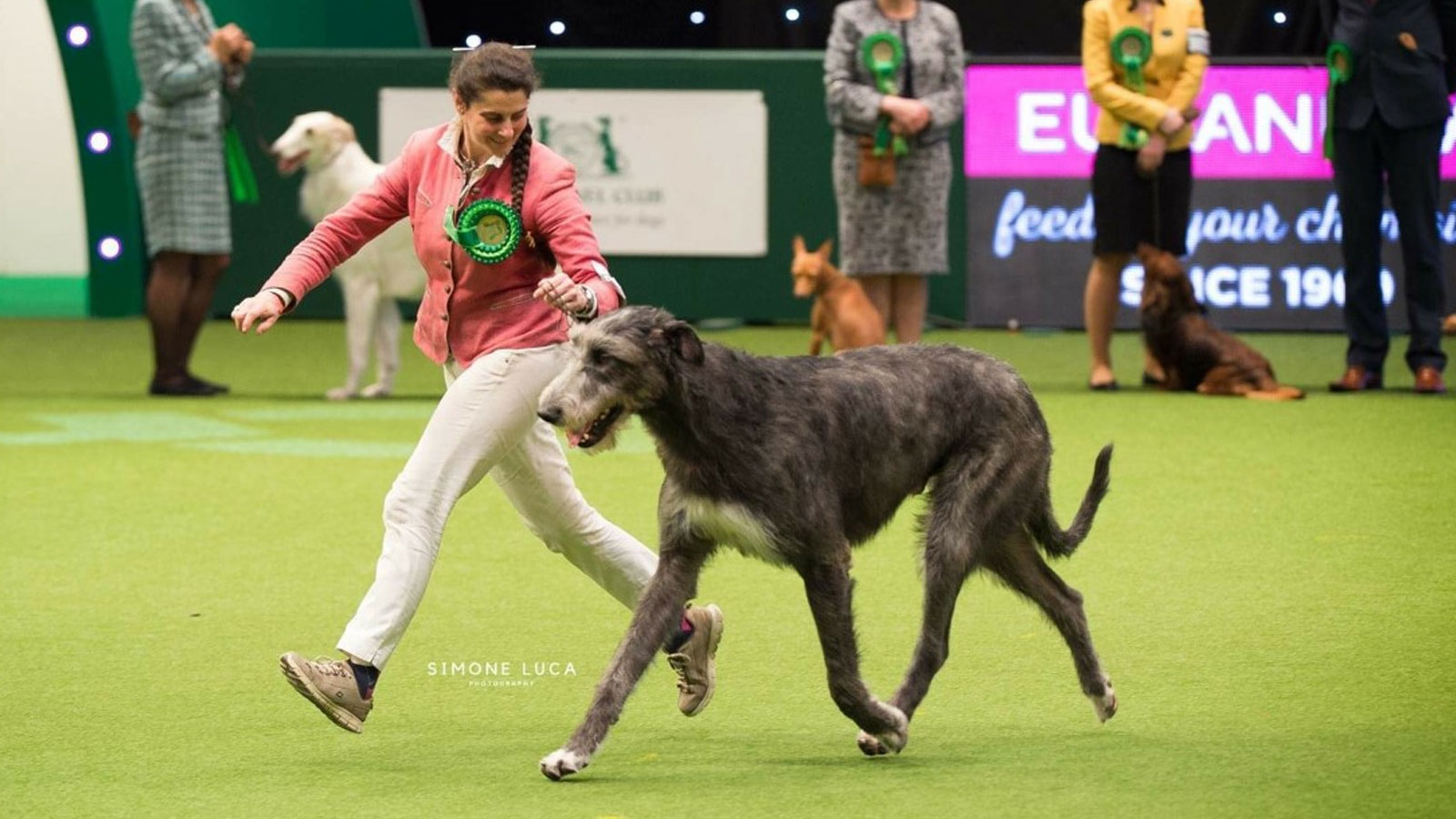 Pendrangon-della-Bassa-Pavese-BOG-3—Crufts-2019